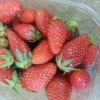 Sorbet fraise