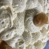 Cr&egrave;me Chiboust Vanille