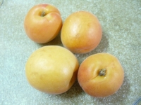 Abricots frais pochés